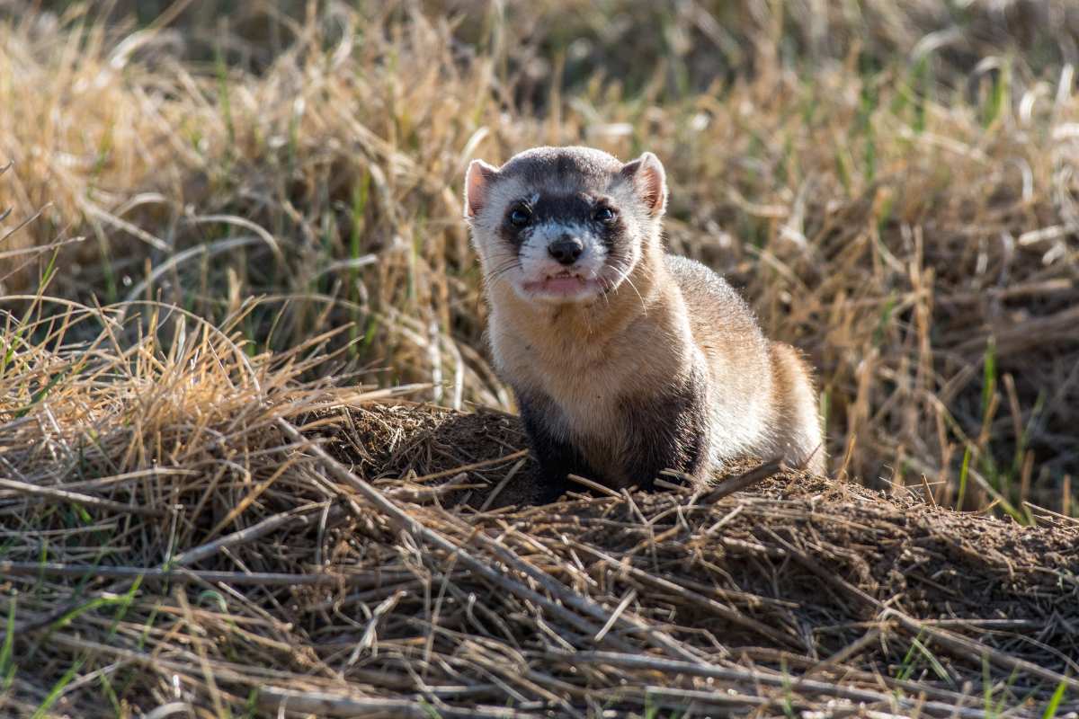 Croquette pour furet Nourrissez votre furet avec des croquettes de qualité